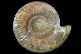 Beautiful, Parkinsonia Ammonite - Dorset, England #77953-1